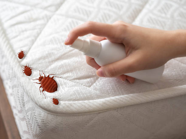 Reliable San Pasqual, CA Pest Control Solutions